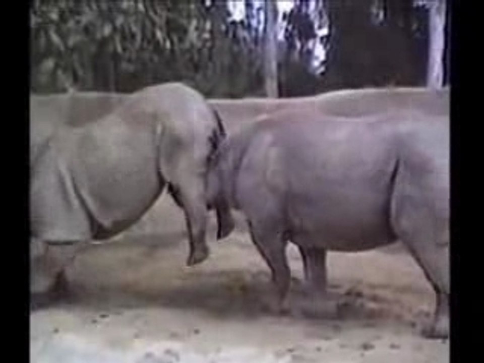 Gags animaux