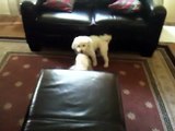 When Ozzy Met Violet (Bichon Frise dog vs. Maltese puppy - playing)