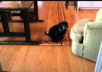 Dog Gets Himself Stuck in a Very Sticky Situation