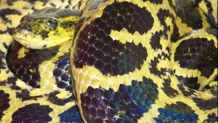 Yellow Anaconda Post-Shed