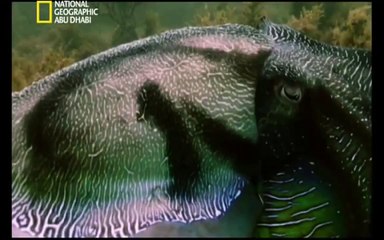 مملكه المحيطات - حروب الرمال