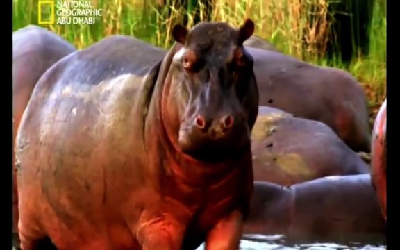 مواجهات حتميه - فرس النهرvs التماسيح