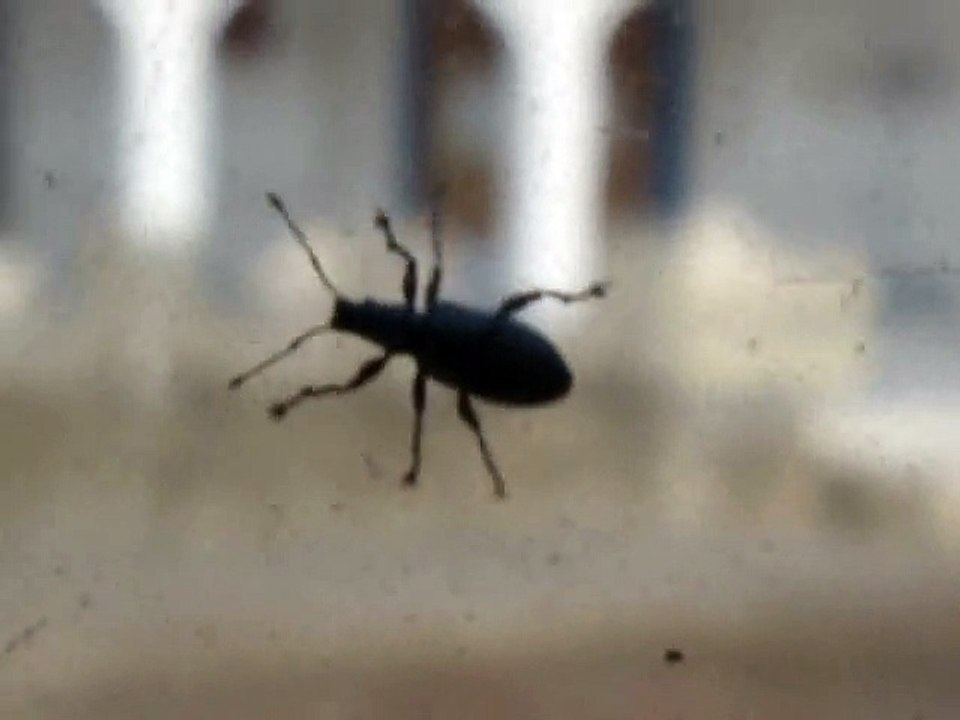 A very Active Insect