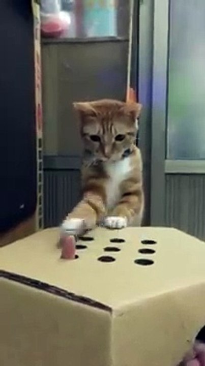 Un chat trop mignon joue au jeu de la taupe avec un doigt humain!
