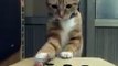 Adorable CAT playing Whake-a-Mole game... Hilarious!