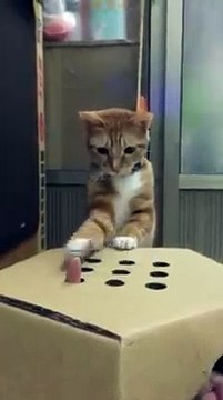 Adorable CAT playing Whake-a-Mole game... Hilarious!