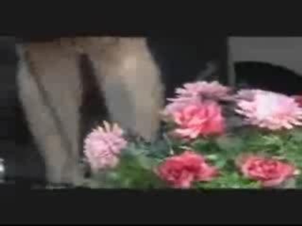 VDO 111