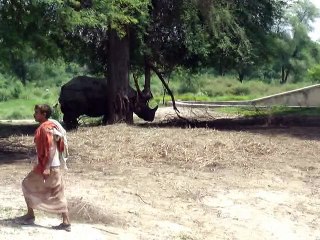 Big Rhino Wondering Around