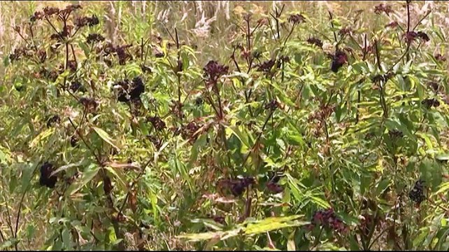 Parfionov Igor Pieces Russian landscape Piano Igor Galenkov