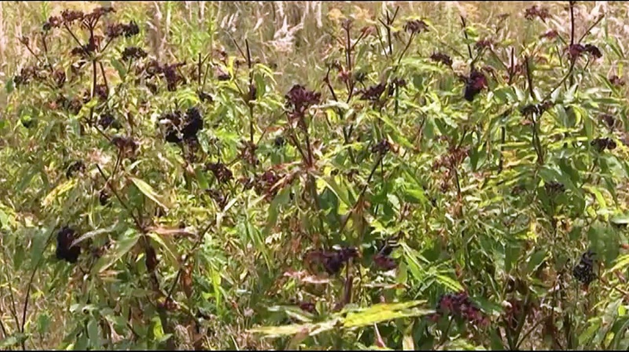 Parfionov Igor Pieces Russian landscape Piano Igor Galenkov