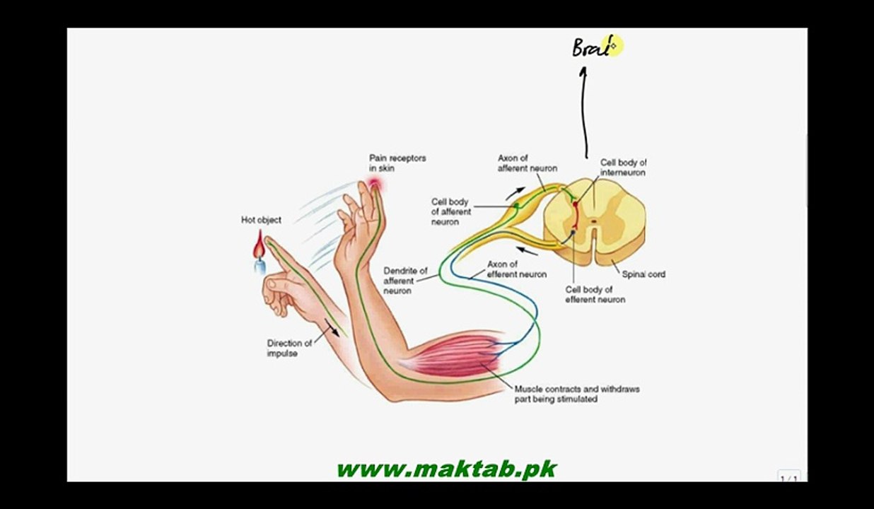 FSc Biology Book2, CH 17, LEC 8, Effector Organs and Reflex arc