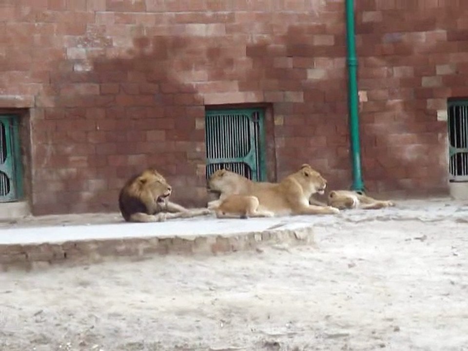 Lions