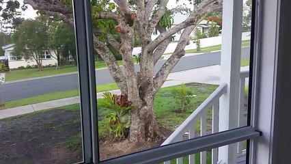 Houses for Rent in Noosaville: Cooroy House 3BR/2BA by Noosaville Property Management