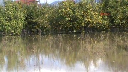 Ortaca'da Tarım Arazileri ile Meyve Bahçeleri Sular Altında