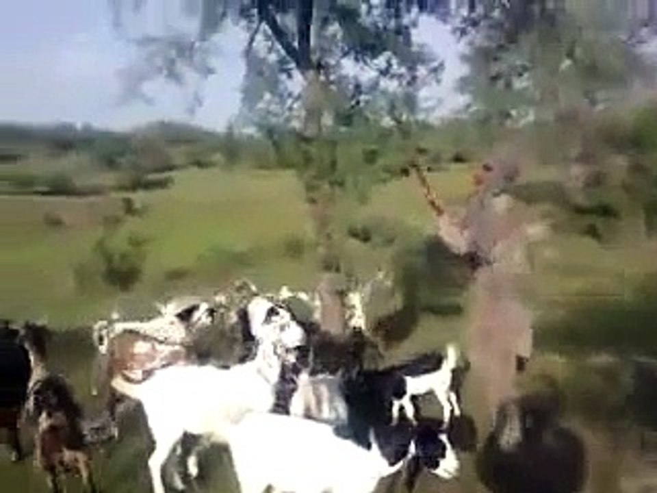Chakwal Funny video _ Tune.pk
