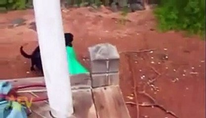 Dunya News-Rescue Dog Saves Dying Baby