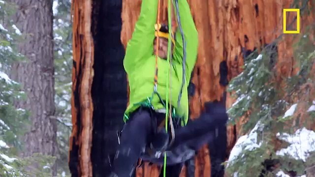 Sequoia géant 3200 ans