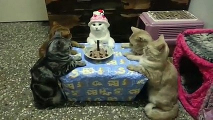 Goûter d'anniversaire entre chats