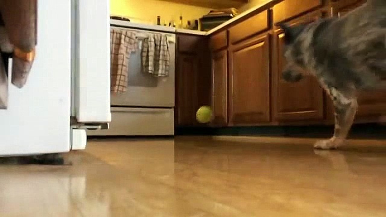 Chien Vs Four en slow motion