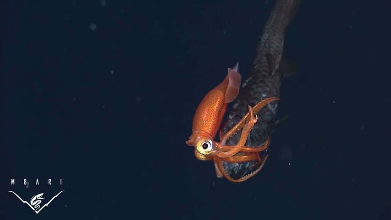 La chasse du calamar dans les abysses