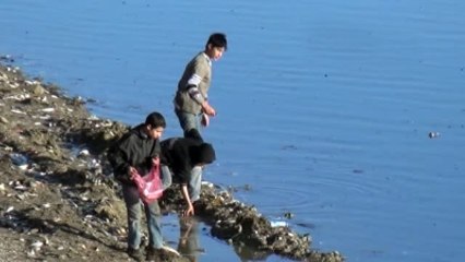 Suriyeliler Kıyıya Vuran Ölü Balıkları Topladı