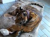 tiger plays  with little dog