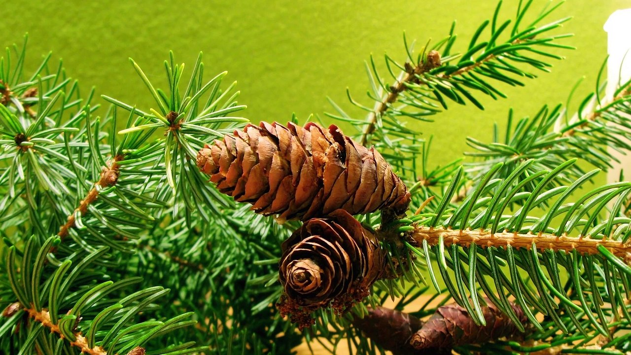 Pomódlmy się w noc betlejemską - Polskie Kolędy