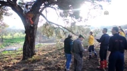 Kestiği Ağacın Gövdesine Sıkıştı