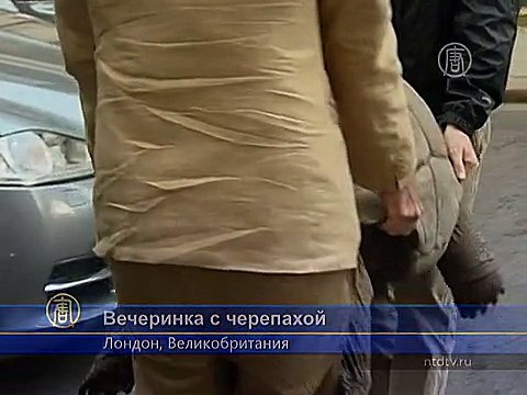 Министр Британии устроил вечеринку с черепахой