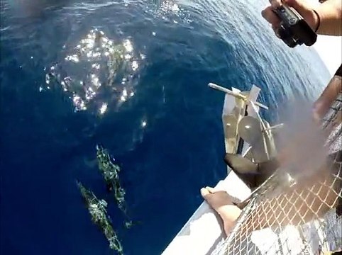 Nager avec les Dauphins 7 juin 2014 - Bateau Annett à Cannes – Mandelieu en France