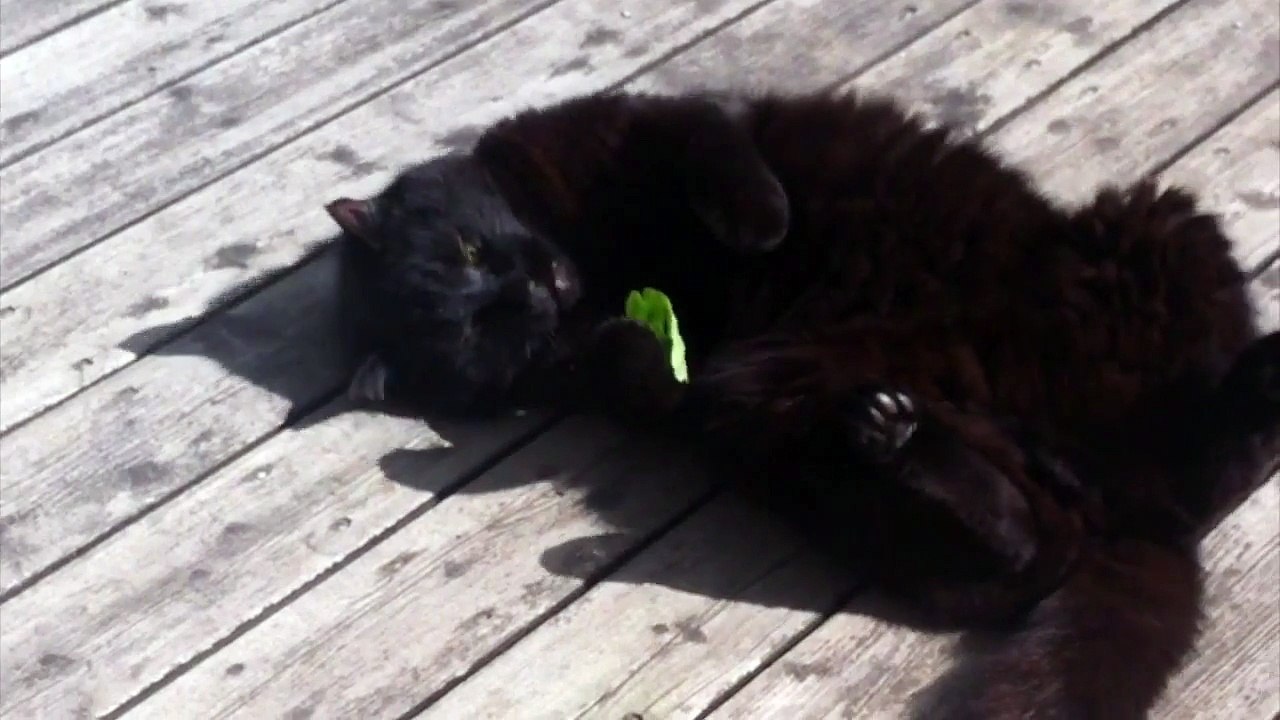 Cute cat play with leaf