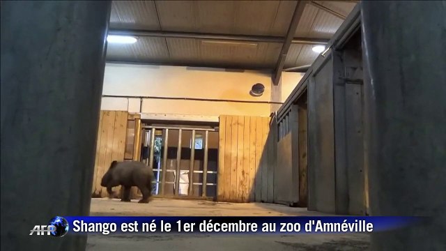 Naissance rarissime d'un rhinocéros blanc au zoo d'Amnéville