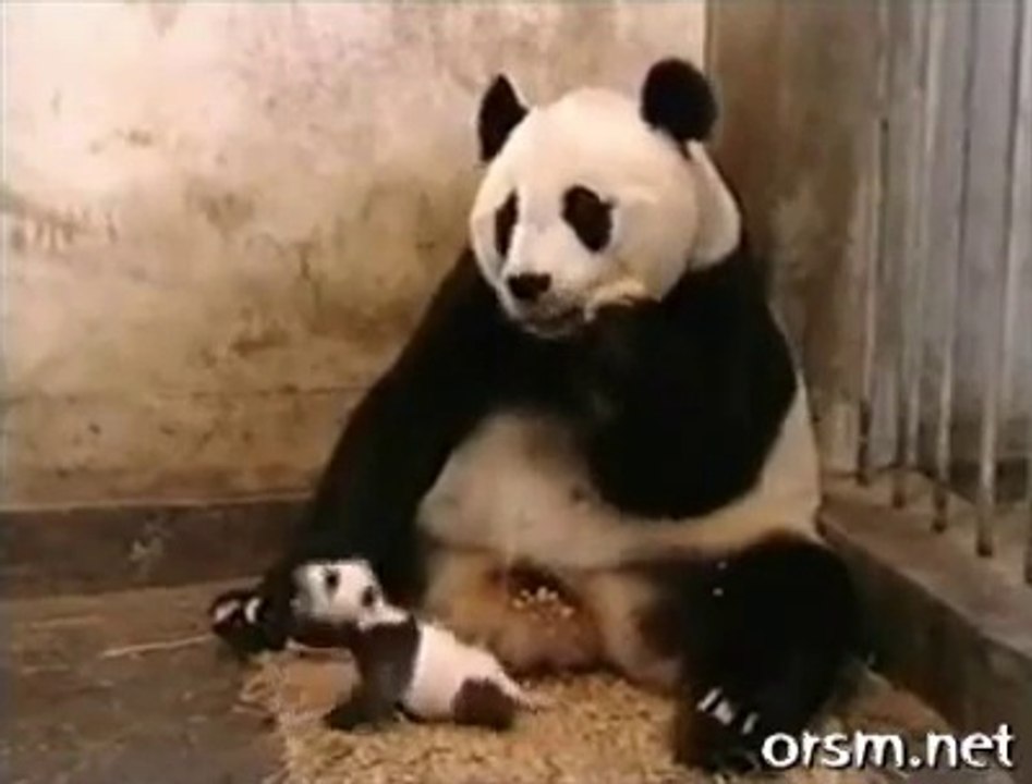 Kendi Yavrusundan Korkup Ödü Kopan Panda?