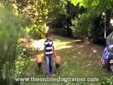 Doggy Dan's Dogs On The Online Dog Trainer 1