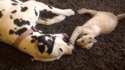 Cutest play fight ever between Dalmatian and kitten