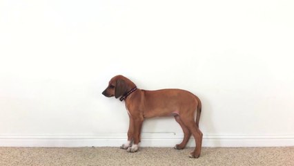 Il prend son chien en photo chaque jour pendant 33 mois !