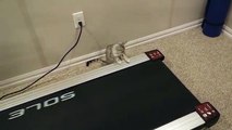 Cat Trying to Catch Treadmill