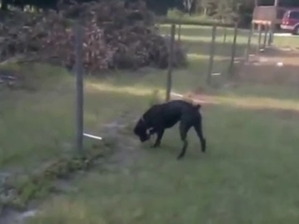 Dog Pee On Electric Fence Video Dailymotion