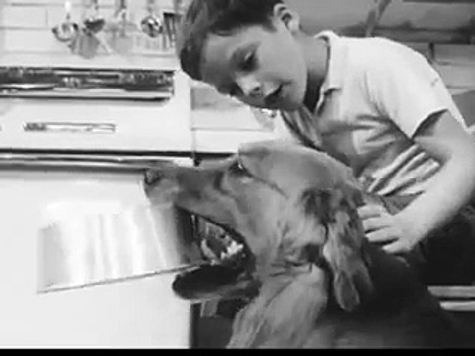 VINTAGE 1950s RALLY DOG FOOD COMMERCIAL #2 ~ DISCONTINUED DOG FOOD