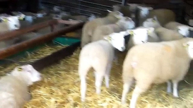 entre Cap Gris Nez et Cap Blanc Nez, Côte d'Opale, France
