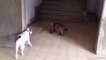 It is So Easy to Bring the Dog Home | Funny Dog and Cat Together