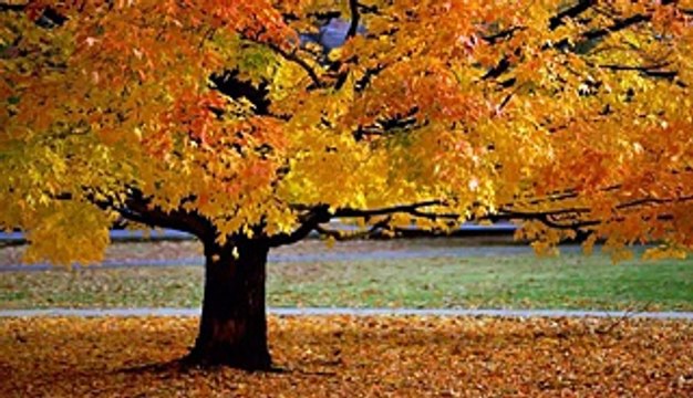 Zawal E Muslim - Junaid Jamshed Naat - Junaid Jamshed Videos (1)