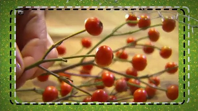 TV3 - Dissabte, a les 15.40, a TV3 - Ja t'ho faràs torna amb dos especials de Nadal