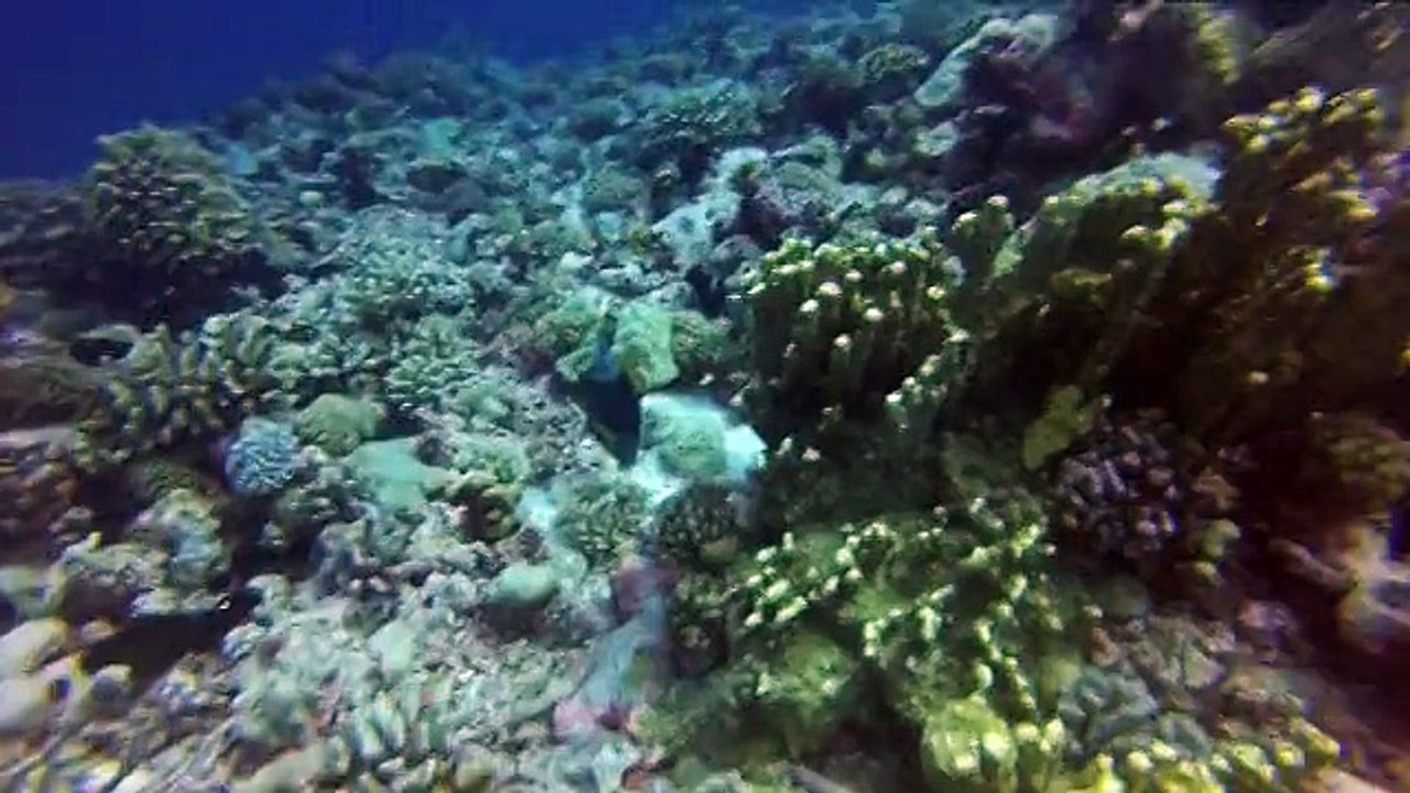 divers sites de plongée