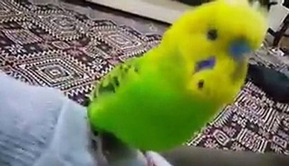 Helal olsun dedirten muhabbet kuşu