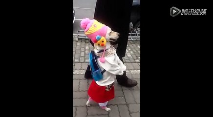 Dog can walk like little girl on street