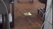 Restaurant worker caught throwing dough on the floor in Saudi Arabia