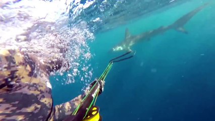 Diver Jumps Into Water To Swim With Hammerhead Shark