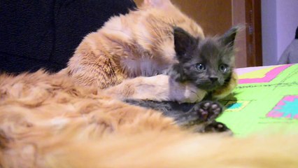Caring Cat Washes Adorable Kitten