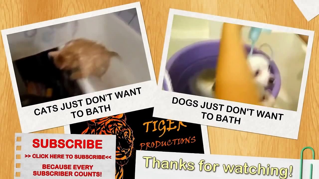 BEST Funny Cats 2014 Funny Cats Compilation 2014 New January Crazy Angry Funniest Videos Ever HD